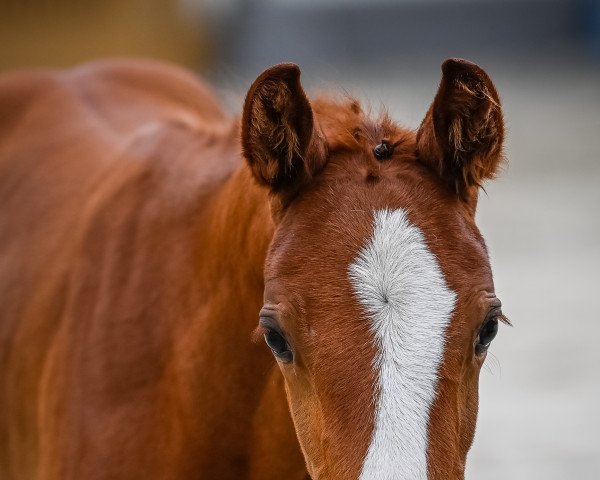 Pferd Emerald’s Alpenphönix CH (Schweizer Warmblut, 2022, von Emerald van 't Ruytershof)