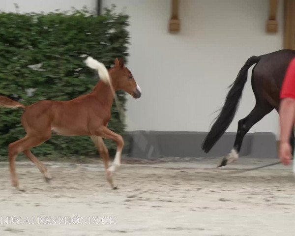 Video of Emerald’s Alpenphönix CH