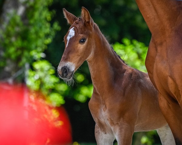 stallion Uriko‘s Alpenonix (Swiss Warmblood,  , from Uriko)