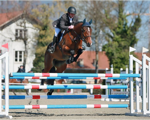 horse Gaël du Jardin (Swiss Warmblood, 2011, from Galant Normand)