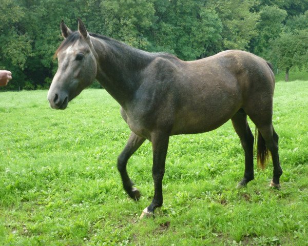 Springpferd Pio Bello (Westfale, 2008, von Priano)