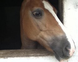 Zuchtstute Starlight 140 (Haflinger, 1995, von Midrasch)