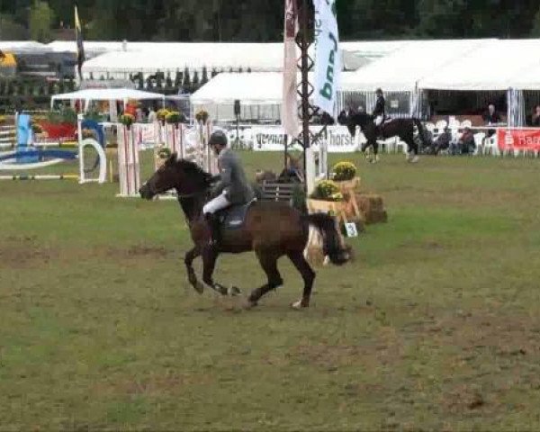 jumper Contefino 3 (Holsteiner, 2004, from Contender)