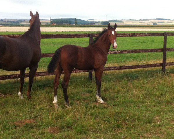 stallion Las Vegas (Rhinelander, 2011, from Laith)