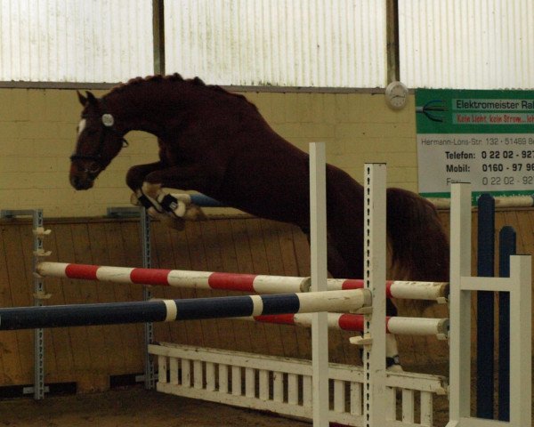 horse Peking's Last Hope (Rhinelander, 2008, from Peking)