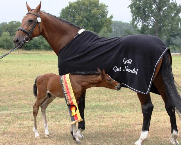 broodmare Angelique 332 (KWPN (Royal Dutch Sporthorse), 1997, from Ahorn)