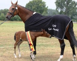 broodmare Angelique 332 (KWPN (Royal Dutch Sporthorse), 1997, from Ahorn)