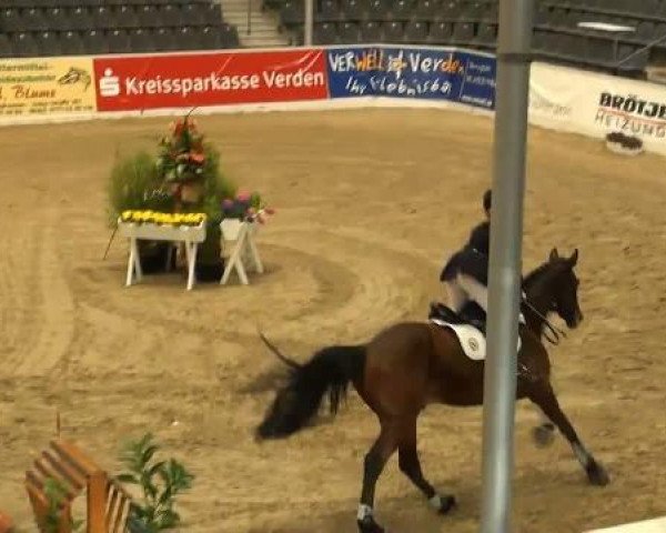 Springpferd Querido 35 (Hannoveraner, 2005, von Quidam's Rubin)