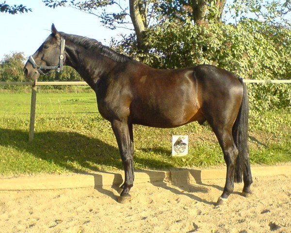 jumper Linus (German Warmblood, 1993, from Ladinos)