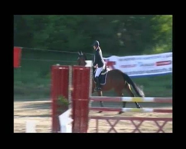 horse Laja 5 (Württemberger, 1996, from Lanthano)