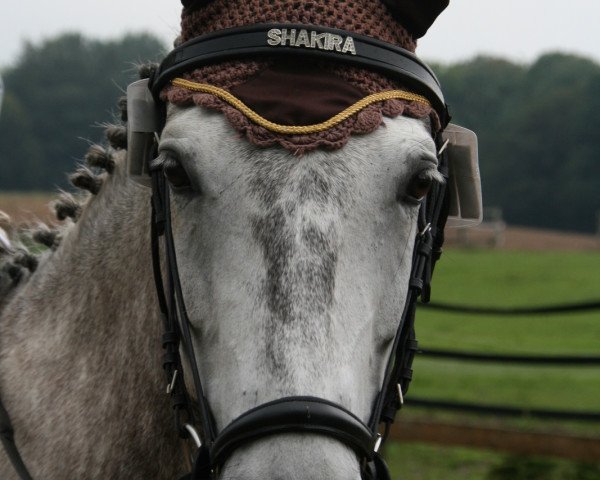 broodmare Shakira (Lewitzer, 2004, from Schabernack)