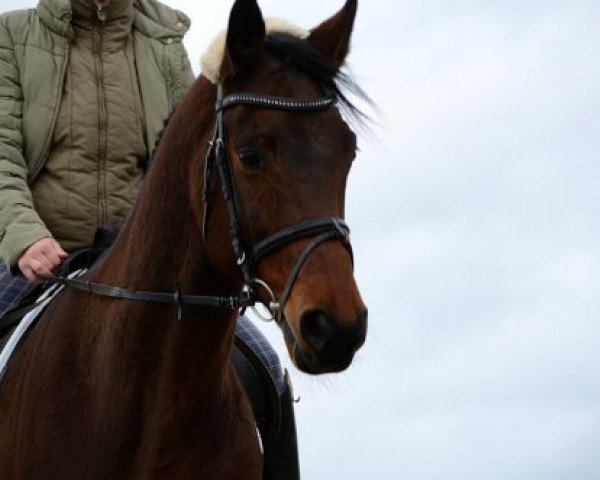 broodmare Elise K (Hanoverian, 1998, from Escudo II)