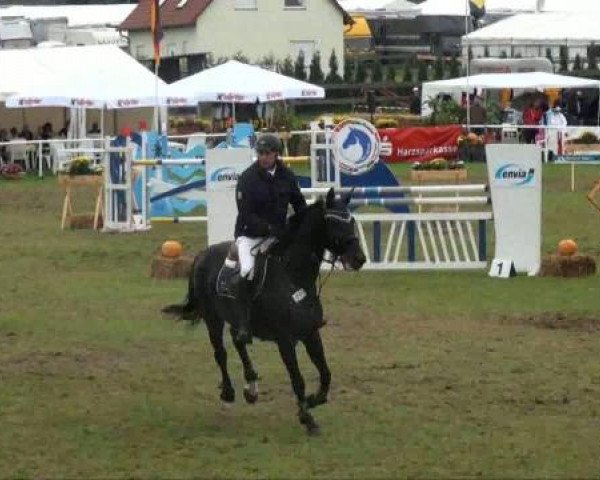 Zuchtstute Casey 14 (Westfale, 2000, von Idolatre)