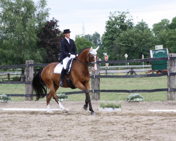 dressage horse Winegum (Westphalian, 1999, from Weinberg)