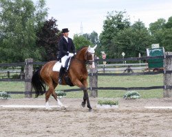 dressage horse Winegum (Westphalian, 1999, from Weinberg)