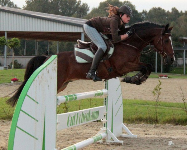 jumper Mac Roy (German Riding Pony, 1997, from Gruthuis Roy)
