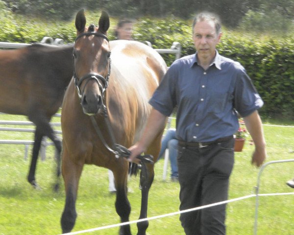 broodmare Chita (Westphalian, 2008, from Cayetano L)