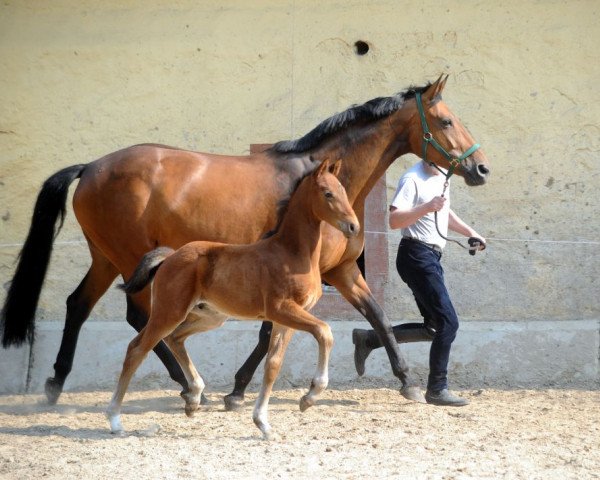 Pferd Salentino D (Hannoveraner, 2011, von St. Moritz Junior)