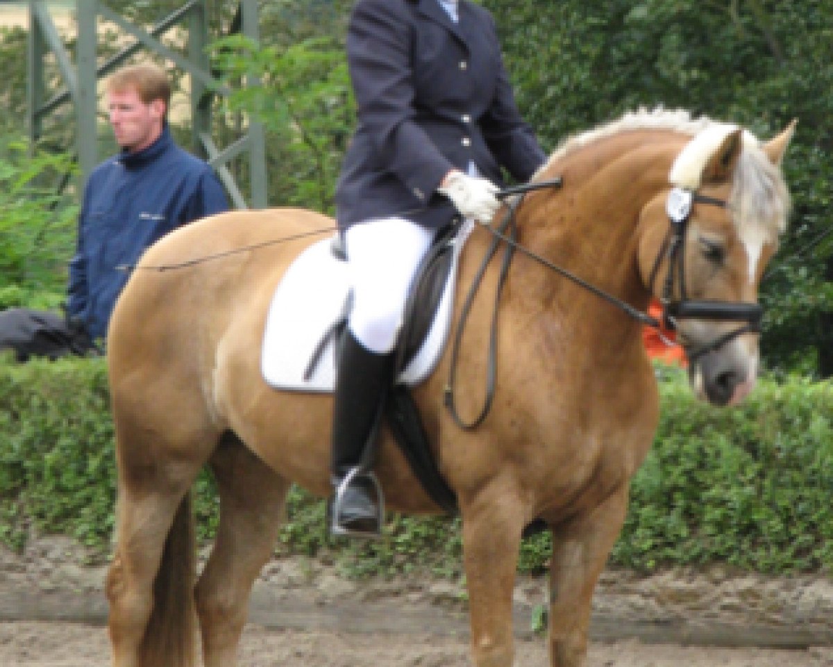 broodmare Nelke (4,69% ox) (Haflinger, 1994, from Herzberg (3,125% ox))