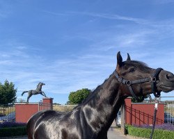 dressage horse Espi (Andalusier, 2017)