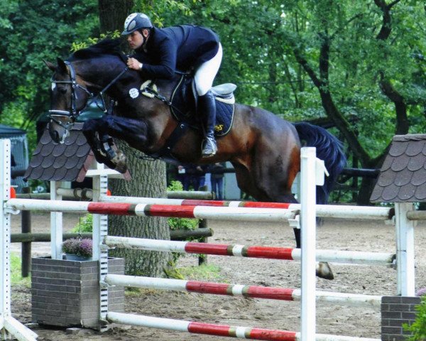 Springpferd Stuard 2 (Deutsches Sportpferd, 2003, von Semper Odem)