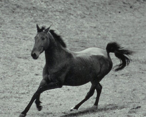 Broodmare Antje (Hanoverian,  , from Fernando)