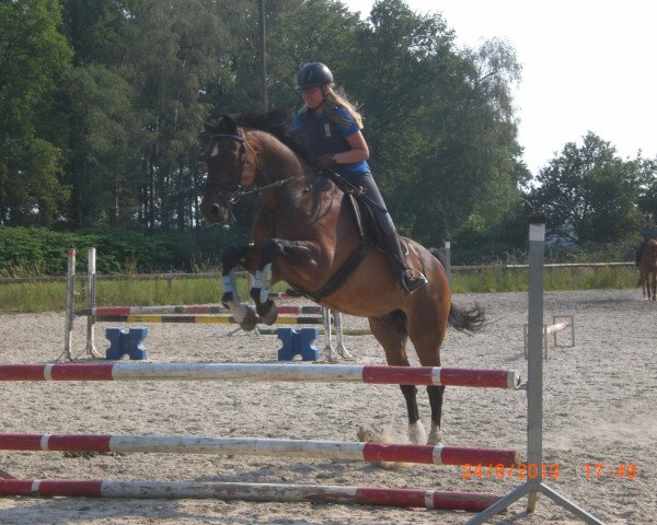 jumper Largo 175 (Westphalian, 1995, from Lancer III)