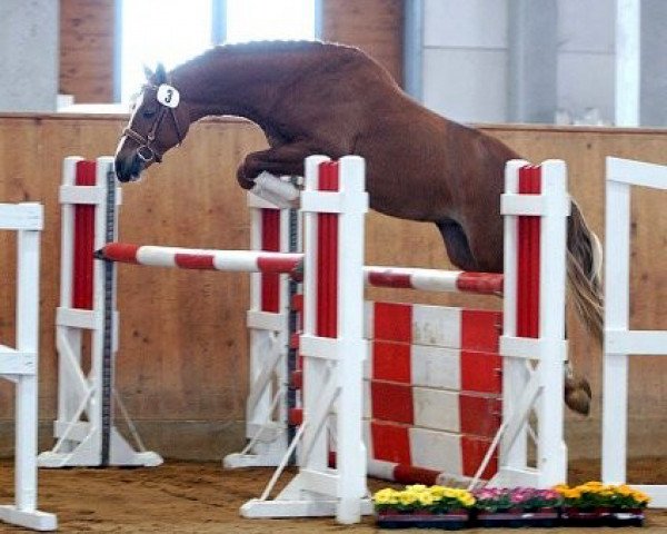 stallion Chamberlain (German Riding Pony, 2002, from Columbo)