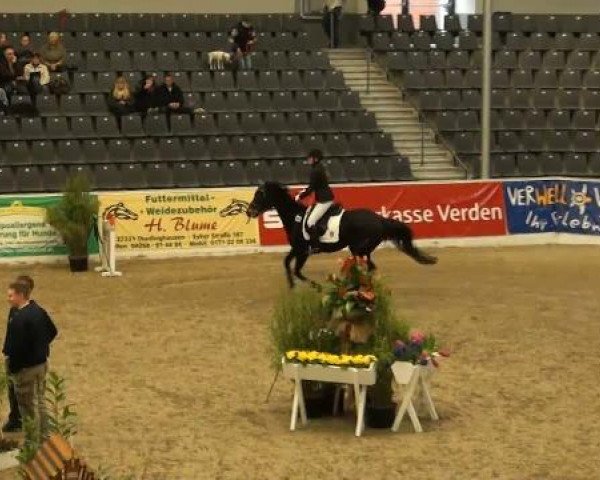 Springpferd Comtess W (Hannoveraner, 2003, von Consulting)