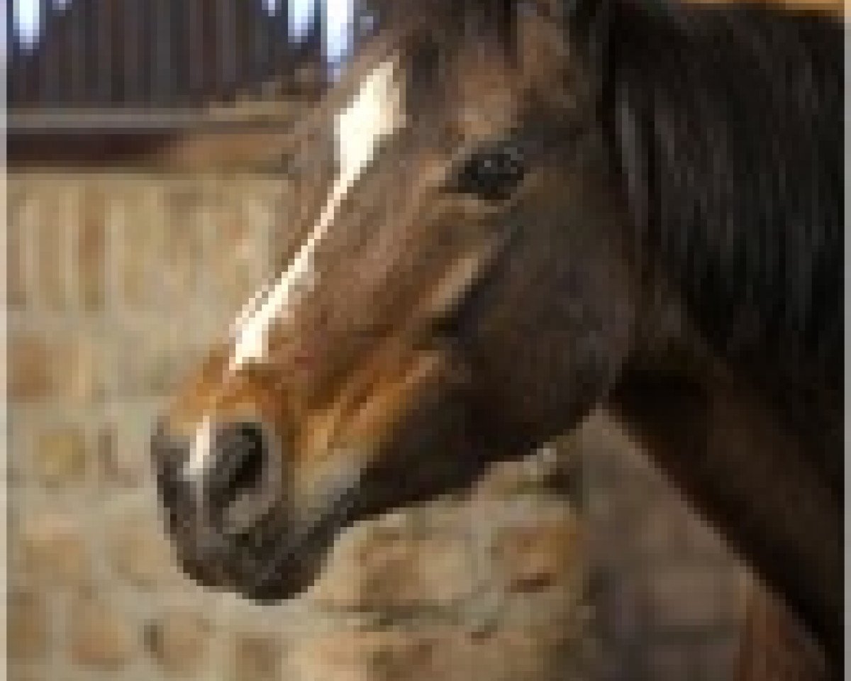 Zuchtstute Night-Beauty (Deutsches Reitpony, 1990, von Night-Star I)