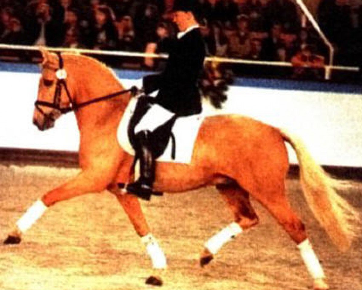 horse FS Golden Moonlight (German Riding Pony, 1992, from Golden Dancer)