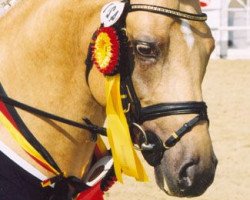stallion FS Golden Highlight (German Riding Pony, 1997, from FS Golden Moonlight)