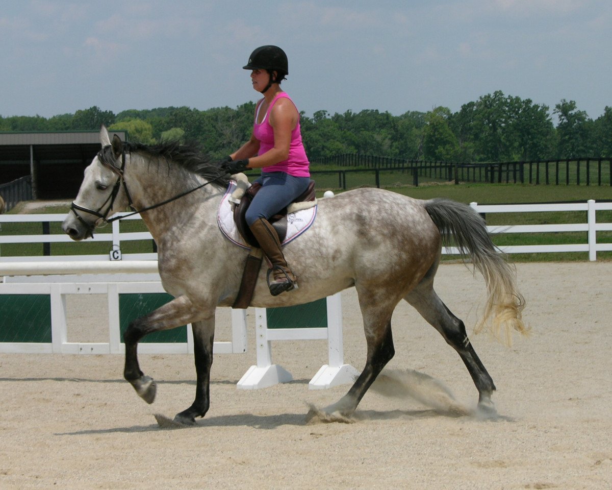 Koń skokowy Clearman (Holsztyn, 2005, od Clearway) - Clearman  von Clearway mit seiner Besitzerin Parvin Work