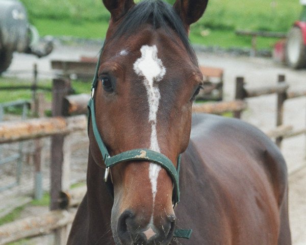 Springpferd Montpadu (Westfale, 2002, von Montmartre)