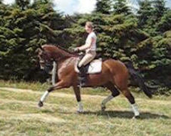 eventing horse Senjore Sid W (Oldenburg, 2005, from Shine On)