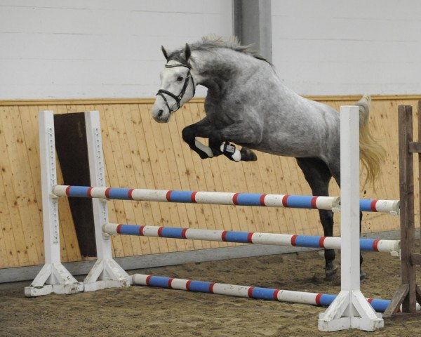 jumper Clearwater 9 (Holsteiner, 2006, from Clearway)