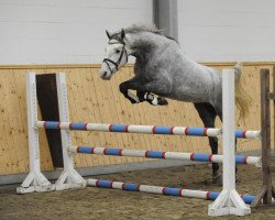 jumper Clearwater 9 (Holsteiner, 2006, from Clearway)