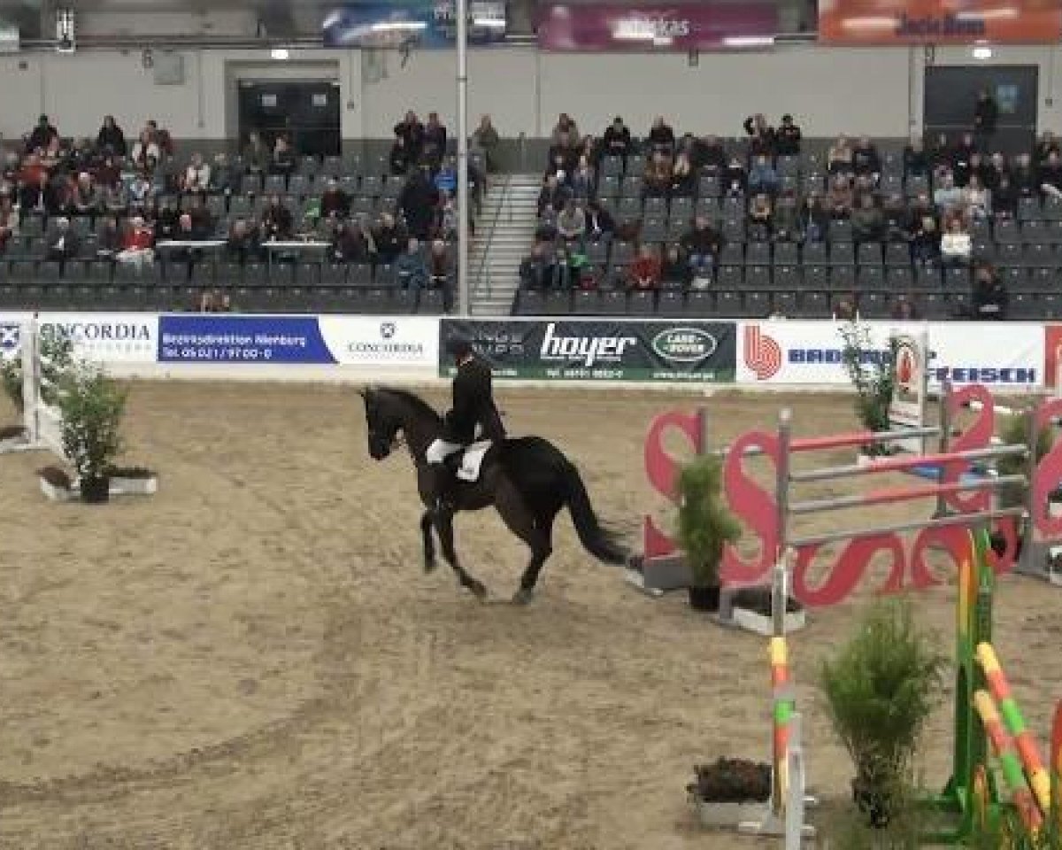 Cavalo de saltos Escorial 150 (Hanoveriano, 2005, de Embassy I) - VER-Dinale 2012
Samstag, den 28.01.2012
04 Springprfg.Kl.S m.St.*
