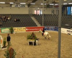 Springpferd Scooter 24 (Hannoveraner, 2006, von Salito)