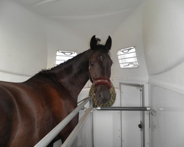 dressage horse Coco Negro (Oldenburg, 2004, from Cheenook)