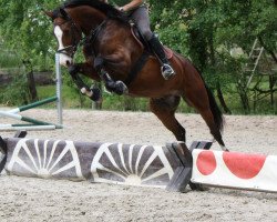 jumper Remoniot (Hessian Warmblood, 2005, from Radius BigB)