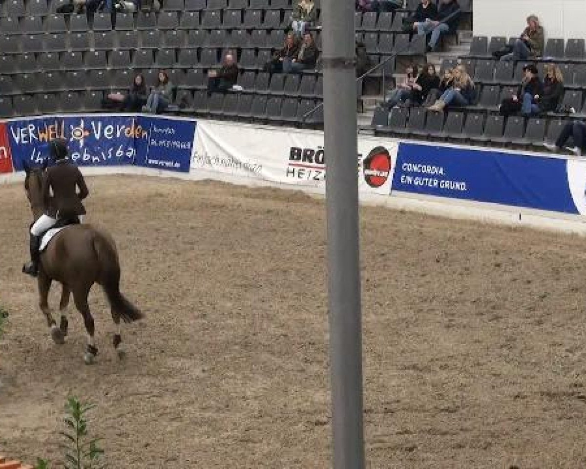 Springpferd Janosch 617 (Holsteiner, 2004, von Askari)