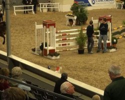 broodmare Little Wonder 14 (Oldenburg, 2001, from Landor S)