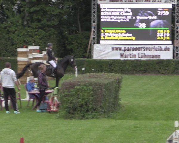 Reitturnier Westeregeln 2021