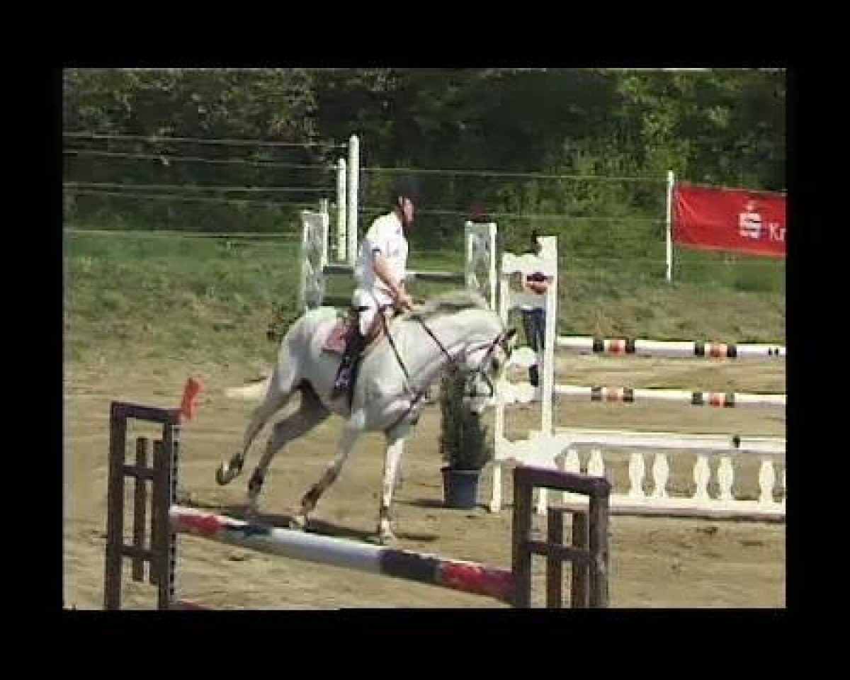 Pferd Classic Sergio (Holsteiner, 2000, von Corrado I)