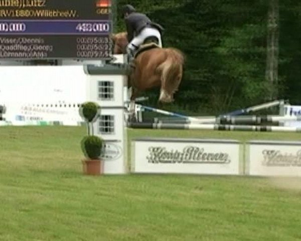 jumper Enjoy 77 (Hanoverian, 2005, from Earl)
