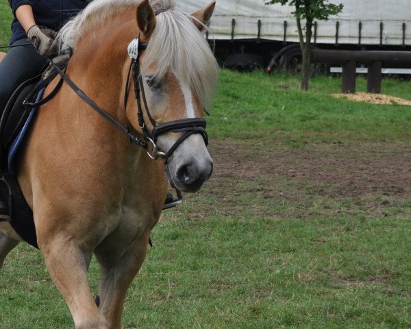 dressage horse Amigo (Haflinger, 1996, from Amadeus)