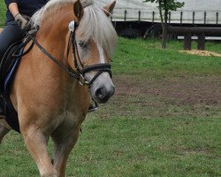 Dressurpferd Amigo (Haflinger, 1996, von Amadeus)