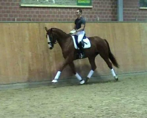 horse Sarando (Hanoverian, 2008, from Don Vino)