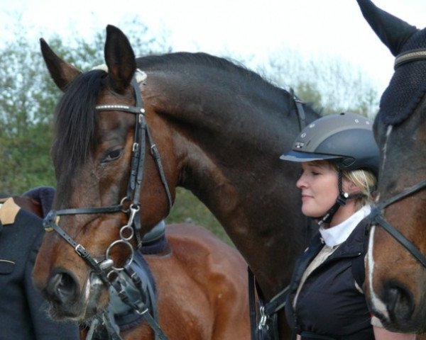 horse Domecq W (Bavarian, 1992, from Donnerhall)